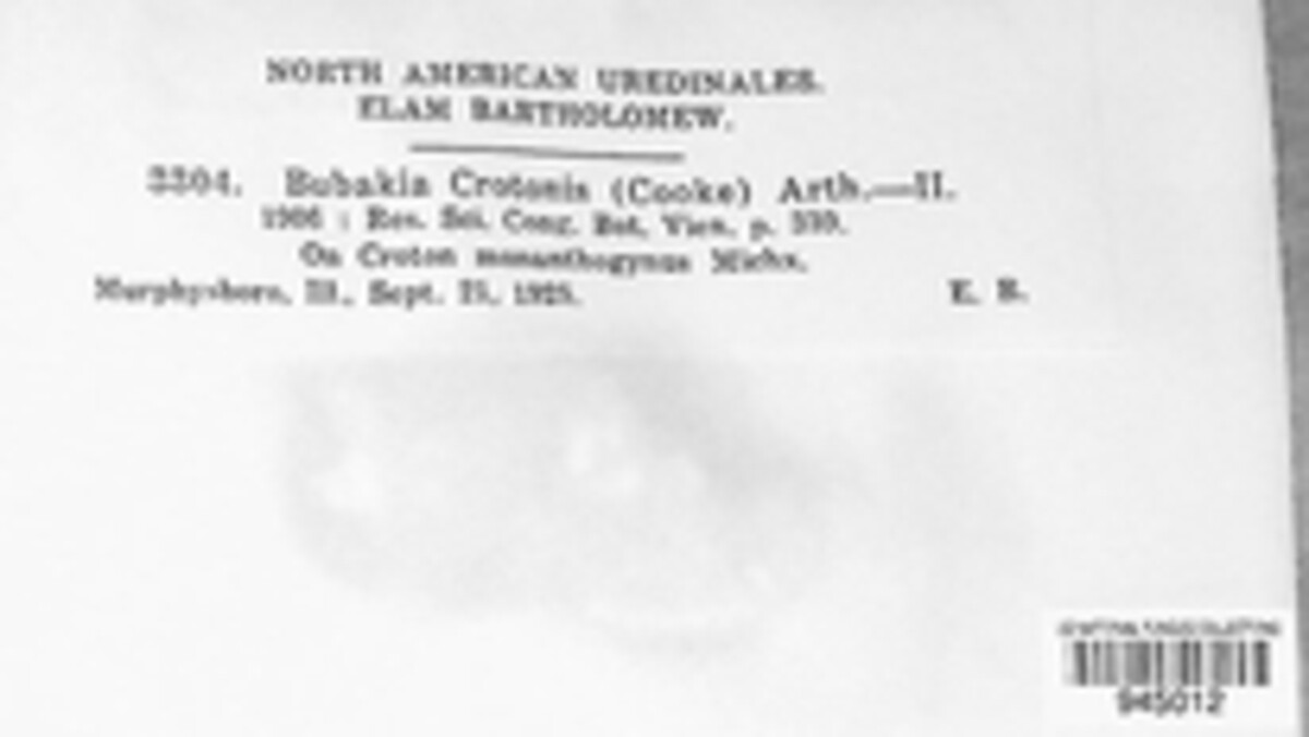 Bubakia crotonis image